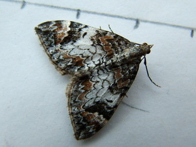Common Marbled Carpet